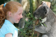 Featherdale Wildlife Park - Cuddle Koalas